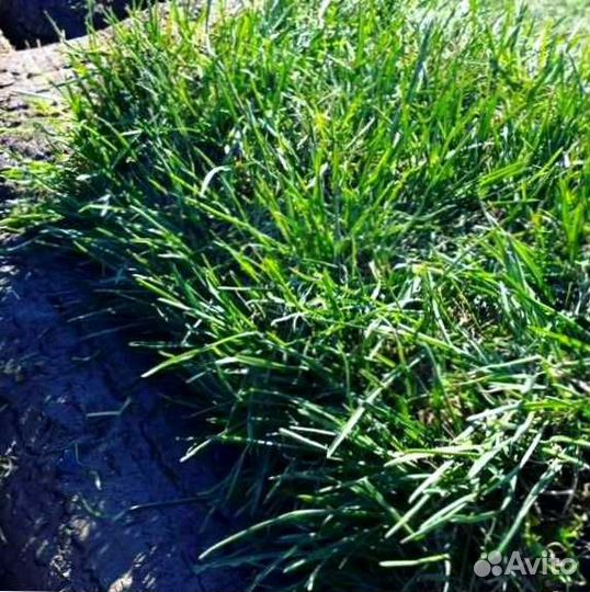 Газон. Рулонный газон