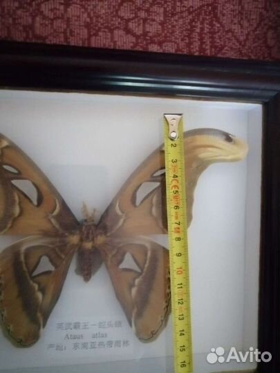 Бабочка Ataus atlas в рамке