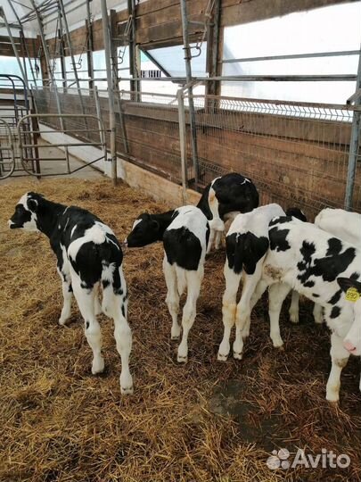 Бычки 1-3мес, мясо-молочные породы