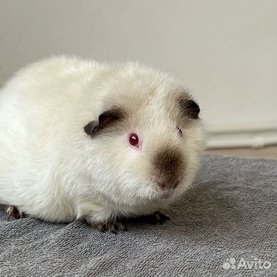 Морская свинка тедди редкого окраса