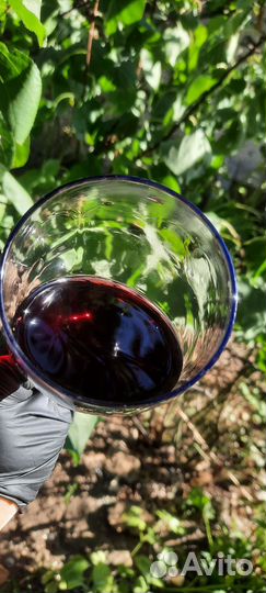 Сок виноградный домашний