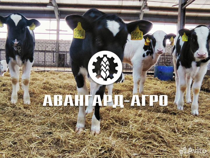 Зоотехник крс