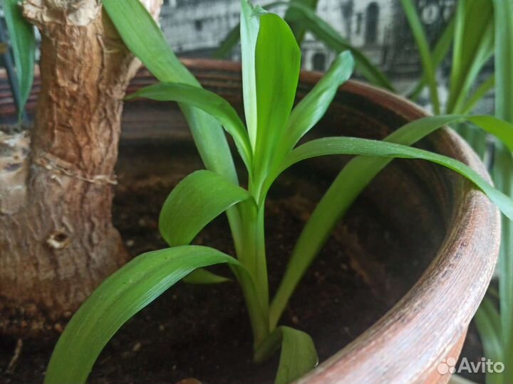 Комнатные цветы, пальмы, юка и драцена