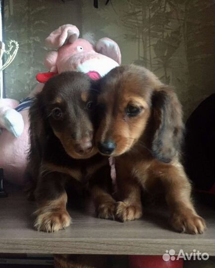 Супер мини таесята