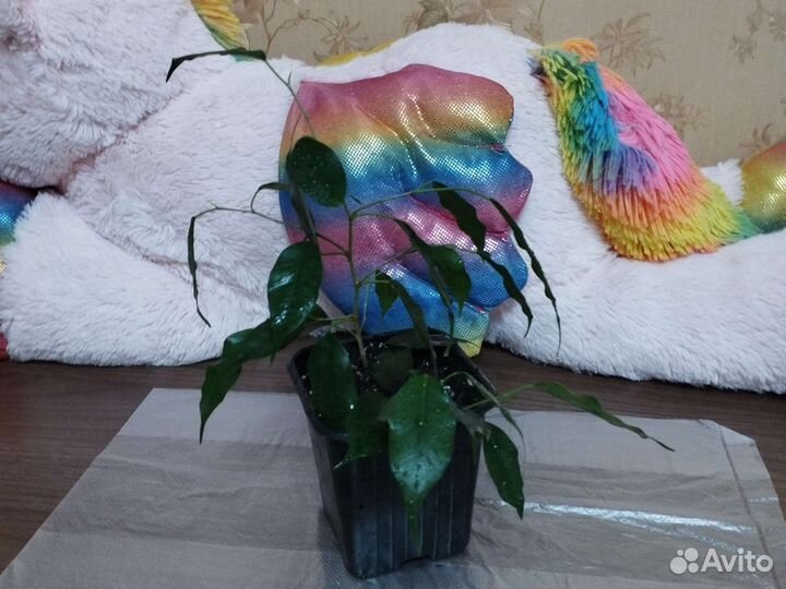 Фикусы бенджамина