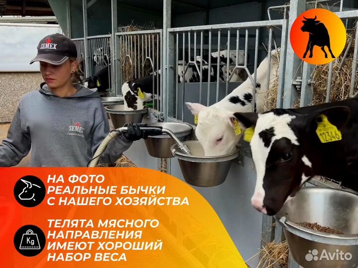 Телята бычки