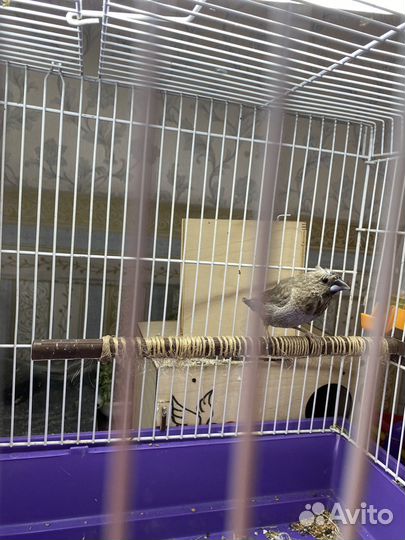 Японская чешуйчатая амадина 2 самца и самка