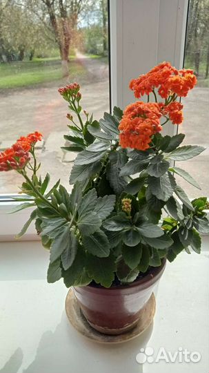 Алоэ, каланхоэ, маранта, хлорофитум кучер. по 100