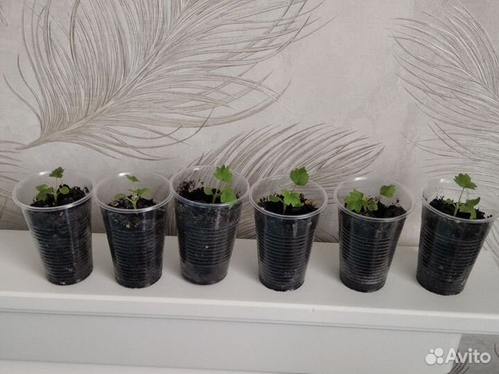 Пеларгония герань белая и Квантум Салмон