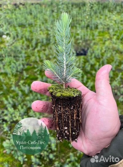 Зкс Сосна сеянцы Ели Лиственницы окс Голуб Горная