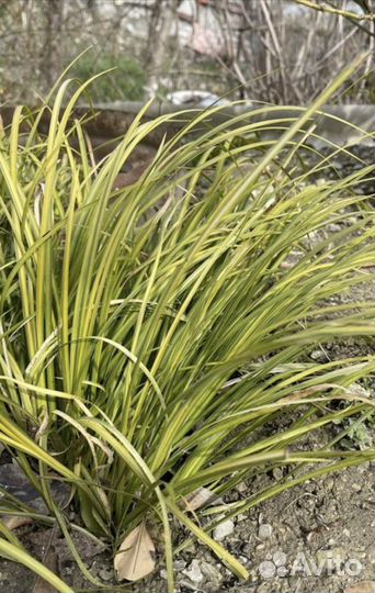 Осока душистая (Аир злаковый)