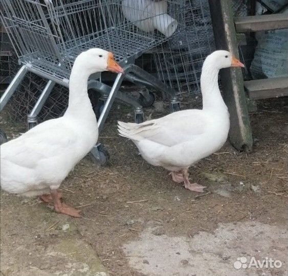 Гуси