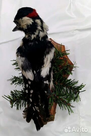 Чучело дятла