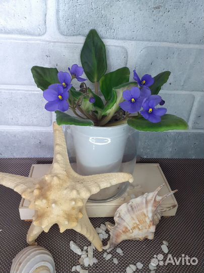 Сортовые фиалки