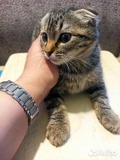 В добрые руки