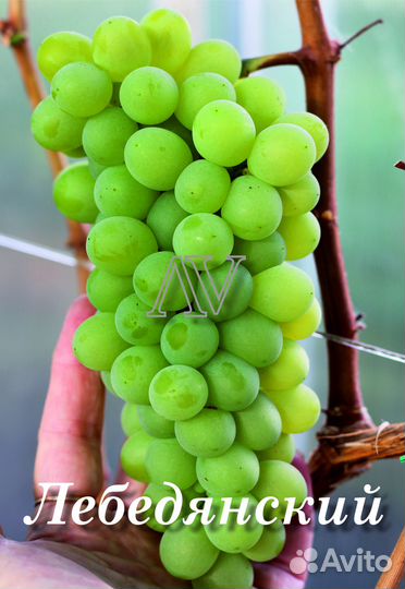 Черенки (чубуки) винограда