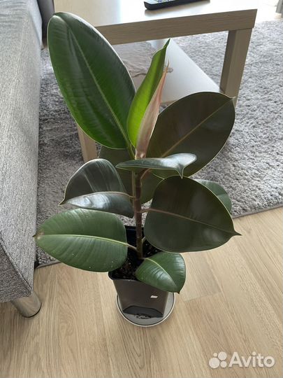 Фикус робуста