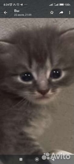 Гусята, утята, цыплята, крольчата