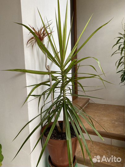 Комнатные цветы