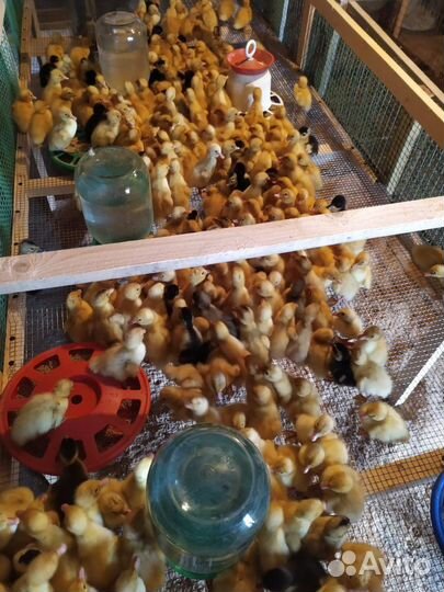 Утята башкирка и пекинка