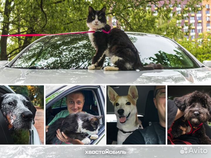 Зоотакси 24/7 – Перевозка собак, кошек и не только