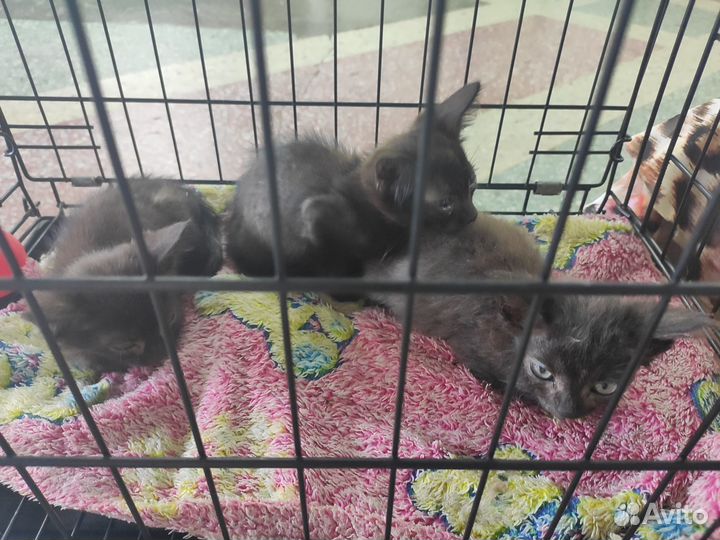 Котята ищут Дом