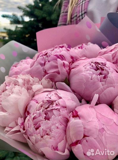 Пионы Букеты Цветы Доставка