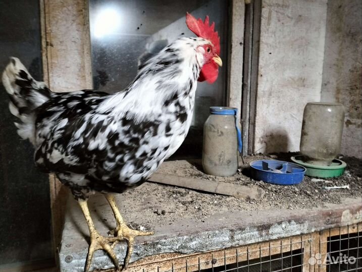Петухи Леггорн Далматинец