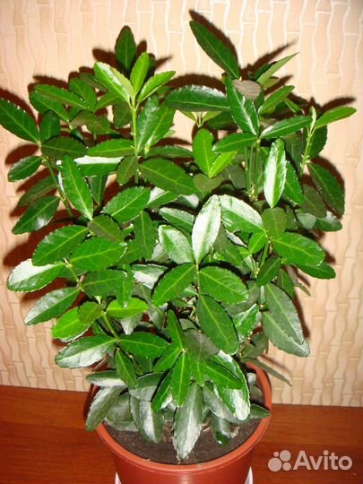 Каудексная бегония Dregei. Бересклет японский