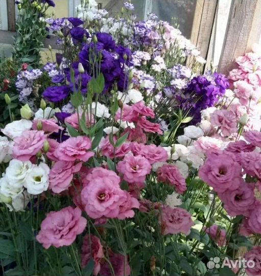 Эустома саженцы