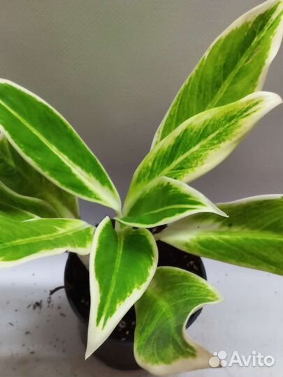 Аглаонема липстик грин