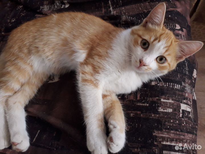 Отдам бесплатно в добрые руки