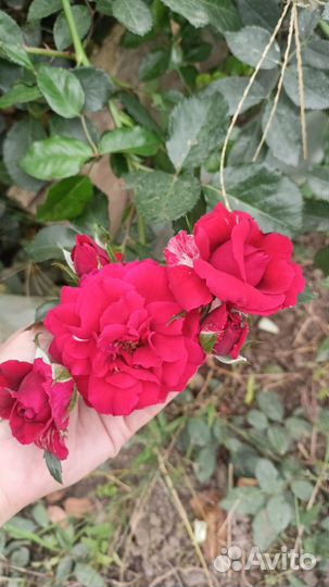 Уборка квартир и домов