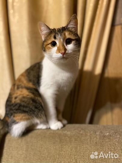 Кошечка Марта ищет семью