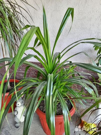 Замиокулькас, большие комнатные цветы