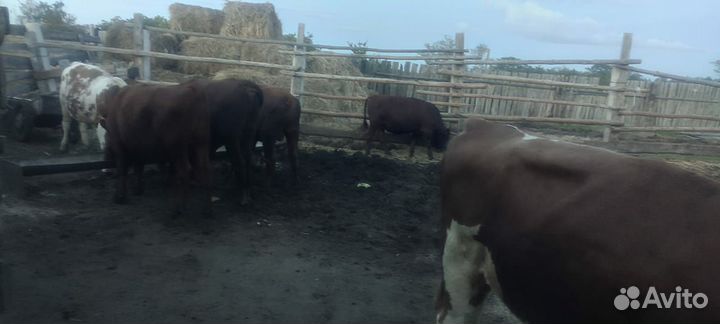 Бычки и быки