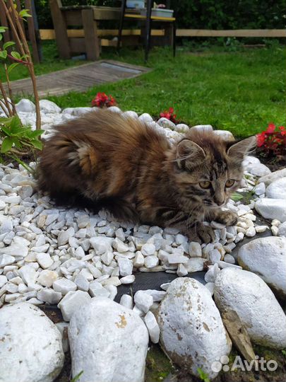 Кошечка в добрые руки