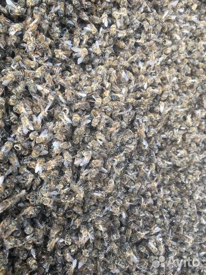 Пчелы сушеные