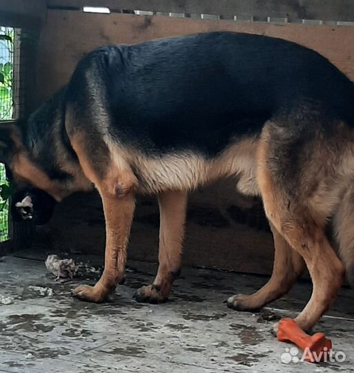 Немецкая овчарка кобель