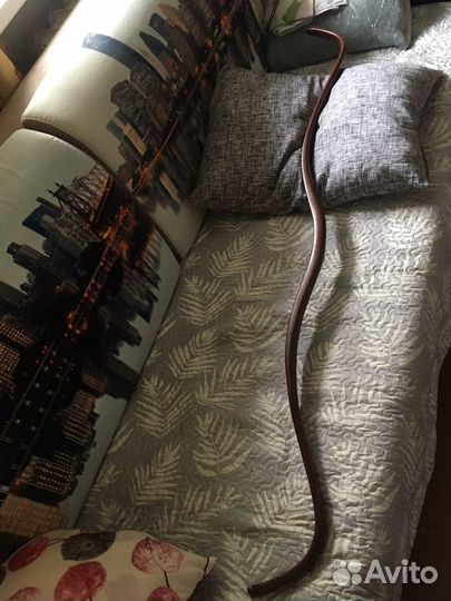 Луки для стрельбы