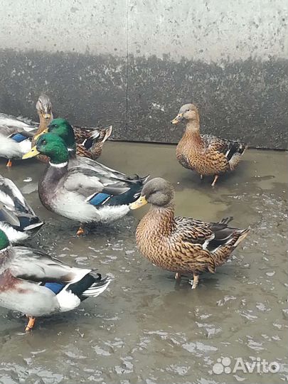 Подсадные утки