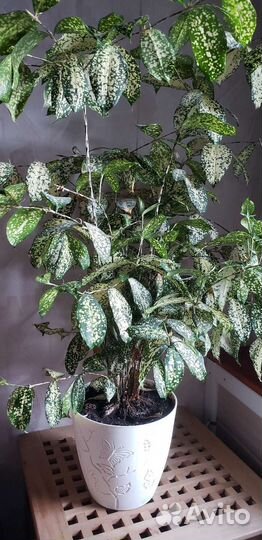 Комнатные цветы Кротон