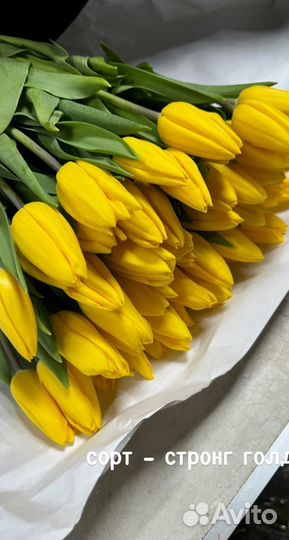 Тюльпаны к 8 марта