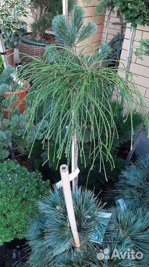 На штамбе медуза, голд дрифт, г.финч, энгельмани