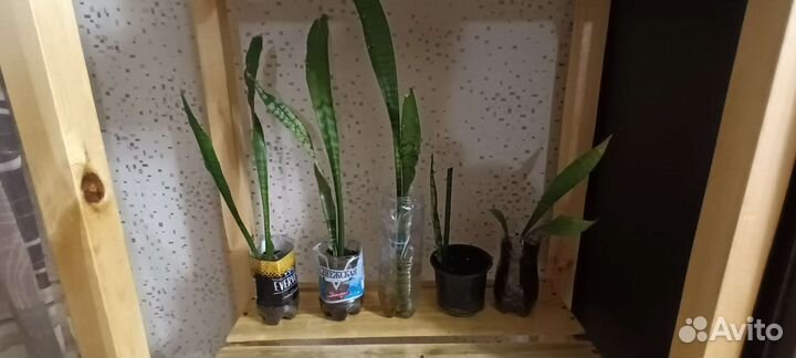 Сансевиерия