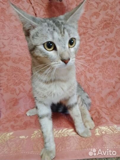 Замечательная, молодая кошечка в добрые руки