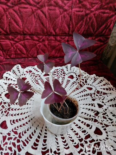 Комнатные цветы