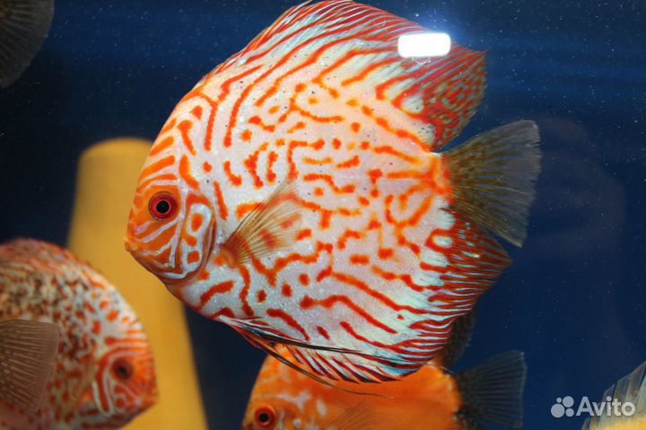 Более 300 видов рыб