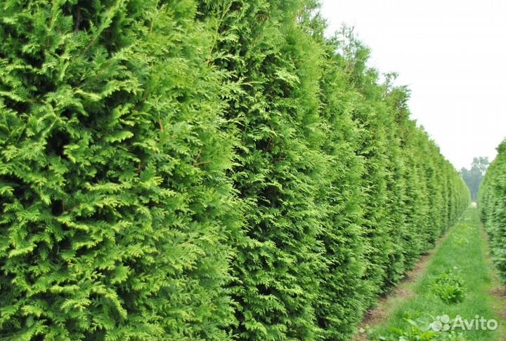 Туя колумна