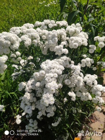 Флоксы сортовые, тысячелистник махровый